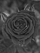 16th Jun 2023 - Dark rose