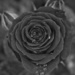 Dark rose by monikozi