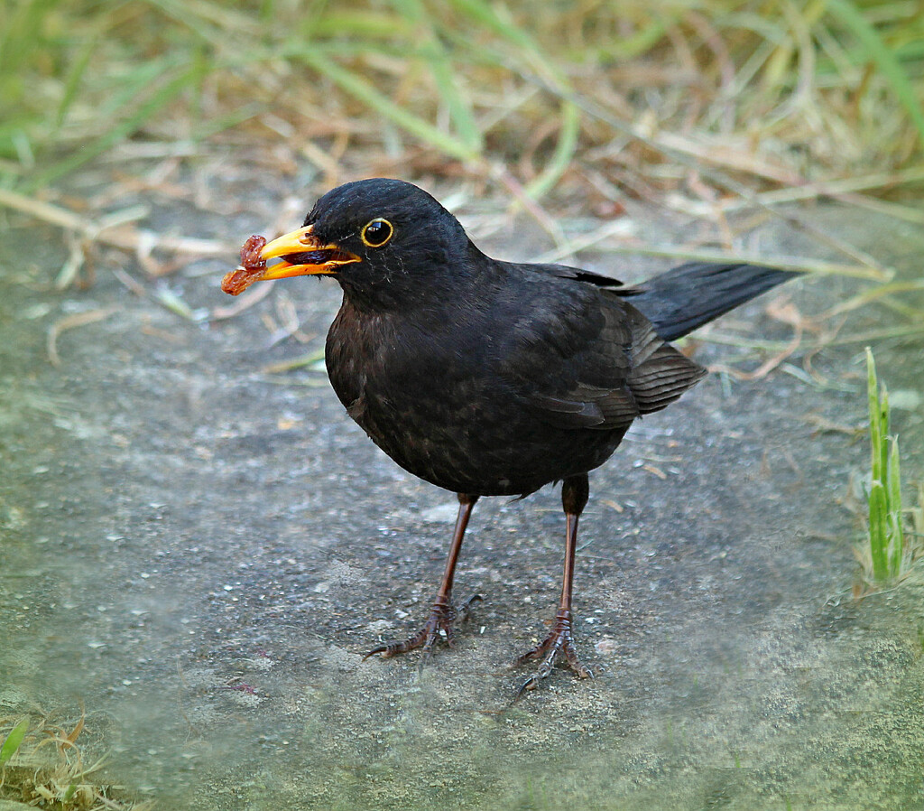 Busy Blackbird.  by wendyfrost