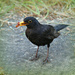 Busy Blackbird.  by wendyfrost