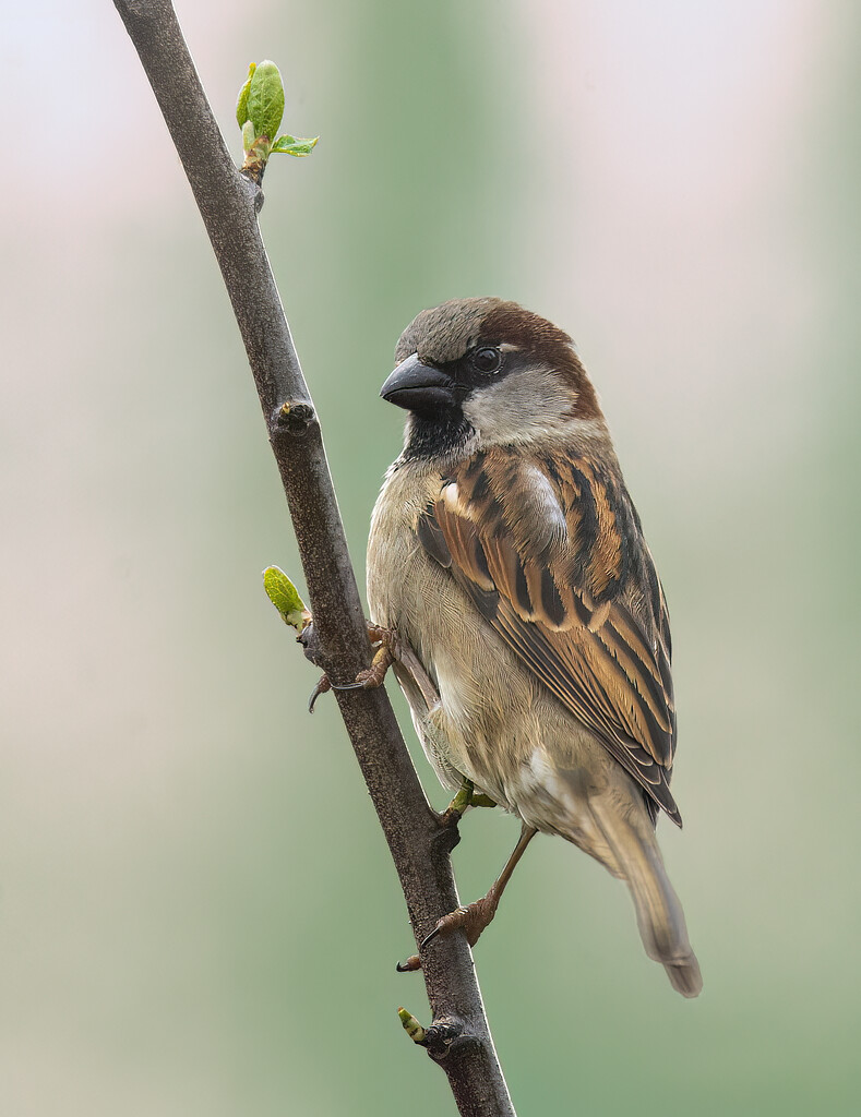Sparrow on a plum stalk by davidrobinson