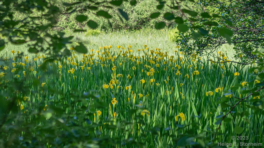 Yellow Iris by helstor365