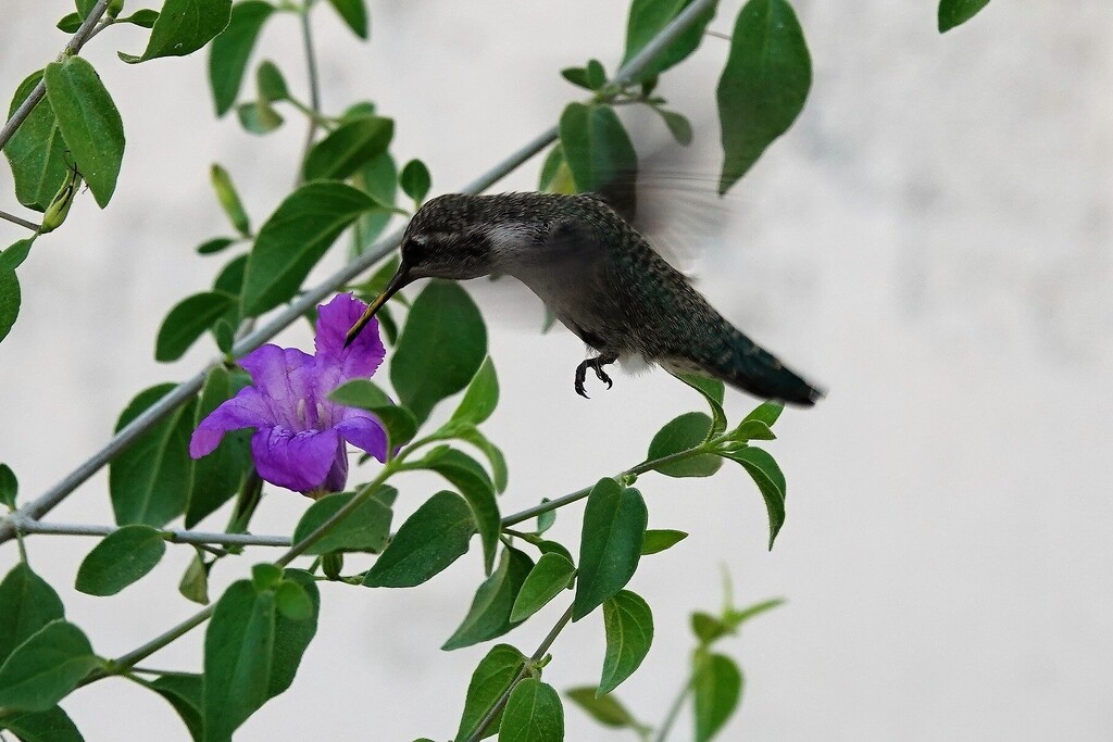 Jun 14  Hummingbird purple flower by sandlily