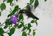 14th Jun 2023 - Jun 14  Hummingbird purple flower
