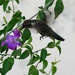 Jun 14  Hummingbird purple flower by sandlily