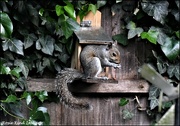 16th Jun 2023 - Here's Squizzer