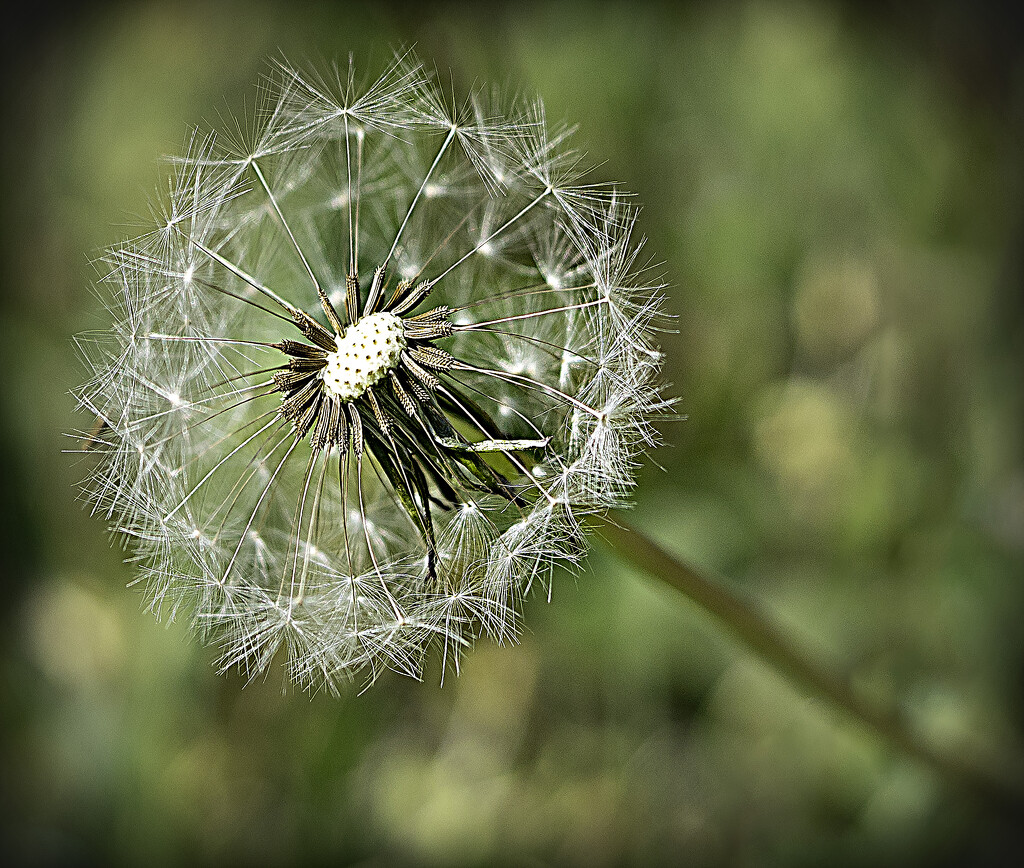 Dandelion Fun by cdonohoue