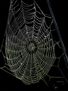 16th Jun 2023 - Spiderweb 🕸️  🕷️ 
