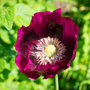 14th Jun 2023 - purple poppy