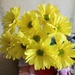 I bought myself one cut bush of yellow chrysanthemums. by nyngamynga