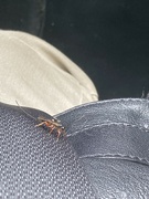 16th Jun 2023 - Wild June - Insect on My Seatbelt 