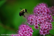16th Jun 2023 - Flight of the Bumblebee