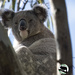 portrait by koalagardens