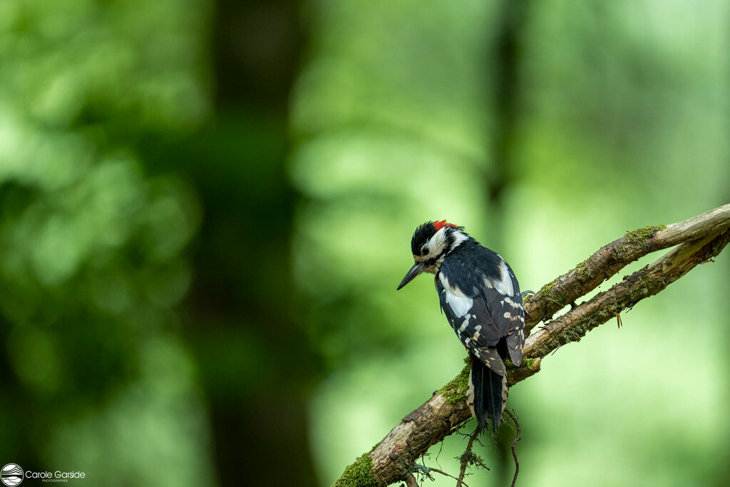Spotted Woodpecker by yorkshirekiwi