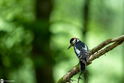 16th Jun 2023 - Spotted Woodpecker