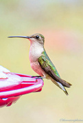 15th Jun 2023 - Hummingbird...