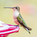Hummingbird... by thewatersphotos