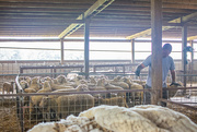 16th Jun 2023 - Time for Sheep Shearing...