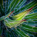 String Agave or Agave Filifera by 365projectorgbilllaing