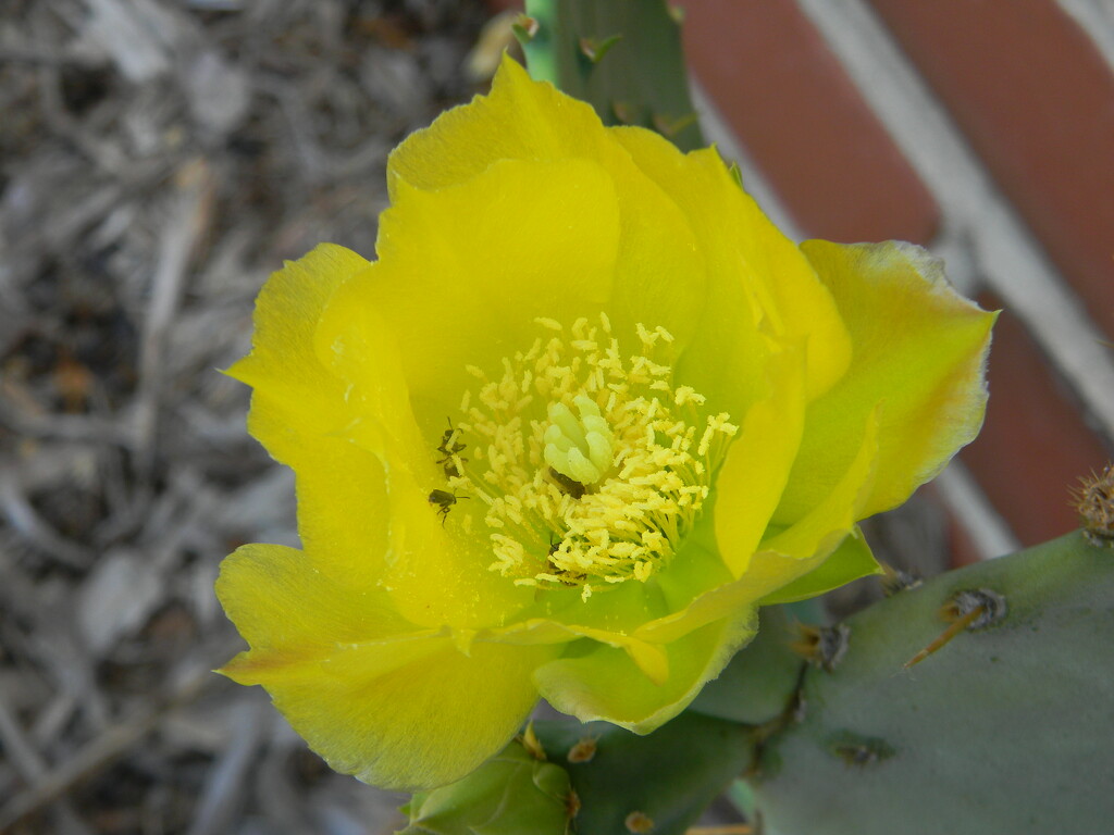 Prickly Pear Cactus Flower  by sfeldphotos