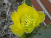 16th Jun 2023 - Prickly Pear Cactus Flower 