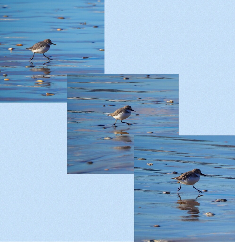 Sandpiper running , he’s so quick by Dawn