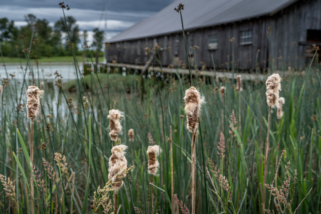 Bullrushes by cdcook48