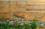 16th Jun 2023 - Coyote Posing for the Camera