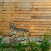 Coyote Posing for the Camera by stephomy