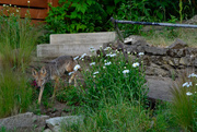15th Jun 2023 - Coyote in my neighbor's yard