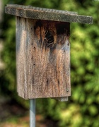 16th Jun 2023 - Birdhouse~ No Vacancy