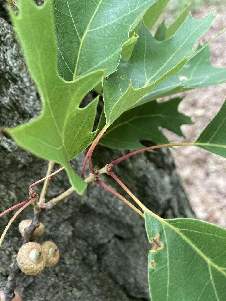 Teeny tiny new acorns by mltrotter