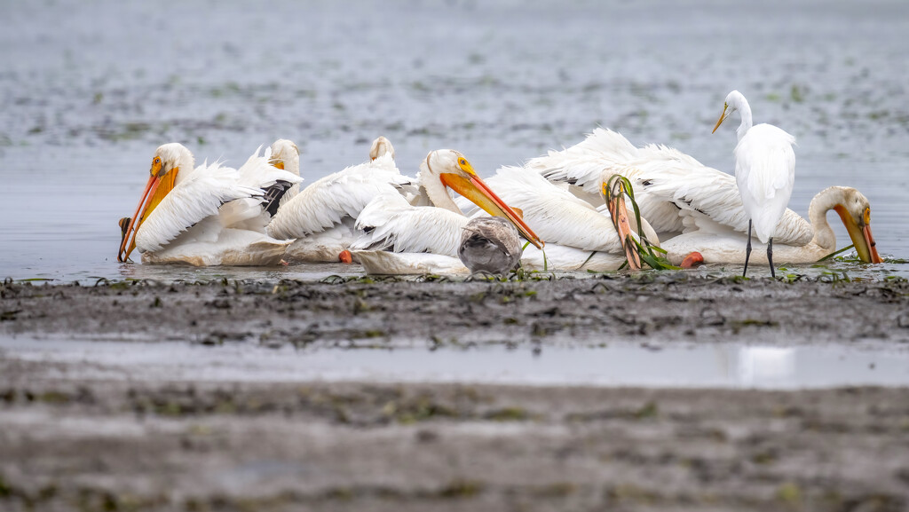 Elkhorn Slough-White Pelicans by nicoleweg