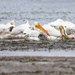 Elkhorn Slough-White Pelicans by nicoleweg