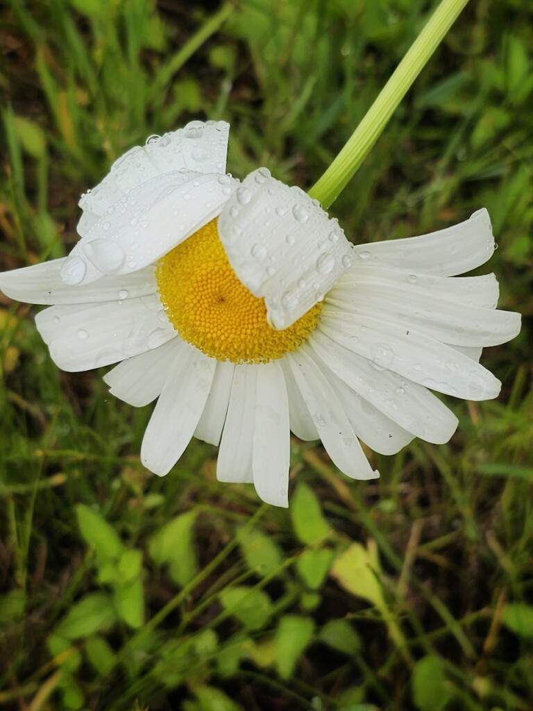Drippy daisy by edorreandresen