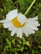 16th Jun 2023 - Drippy daisy