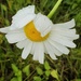 Drippy daisy by edorreandresen
