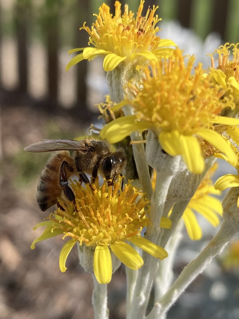 Bee by narayani