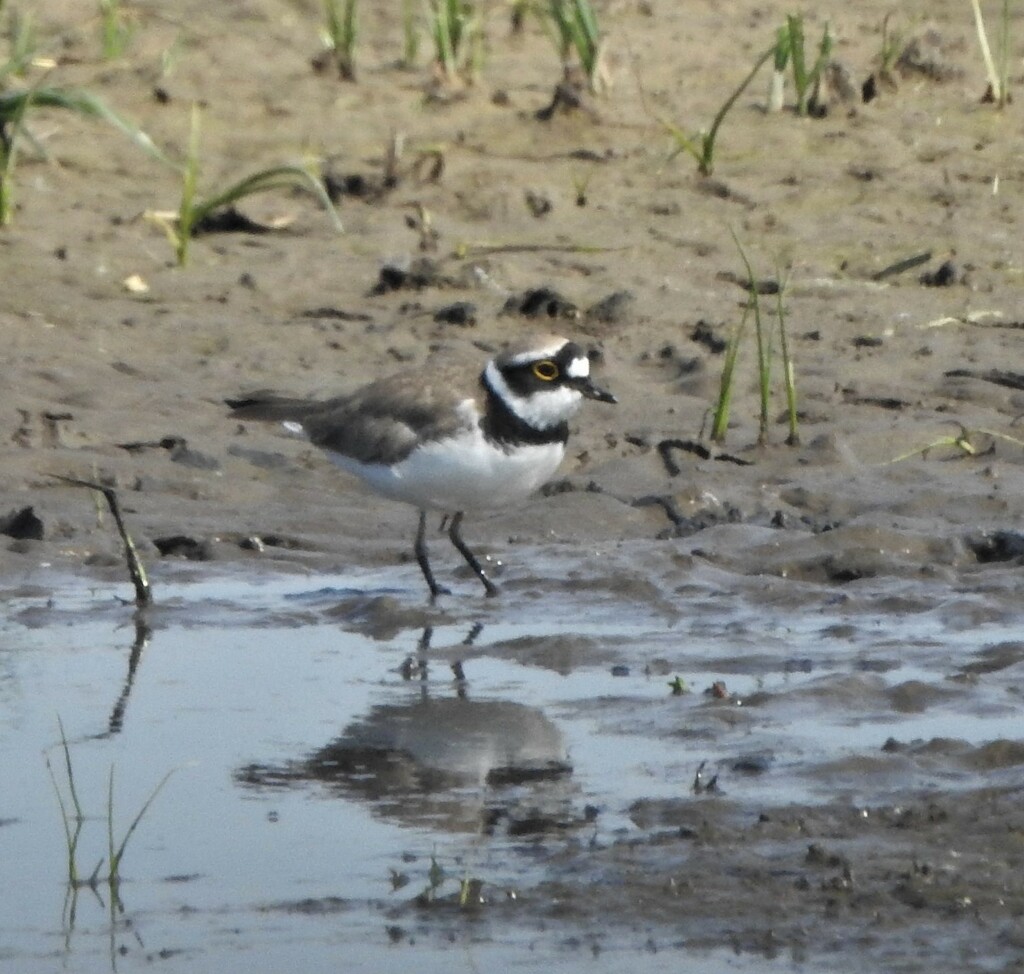 Little ringed Plover by oldjosh