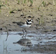 31st May 2023 - Little ringed Plover