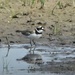 Little ringed Plover by oldjosh