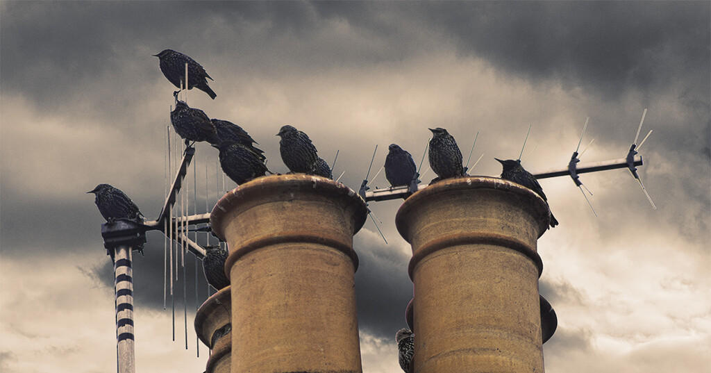 Storm Birds by davidrobinson