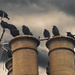 Storm Birds by davidrobinson