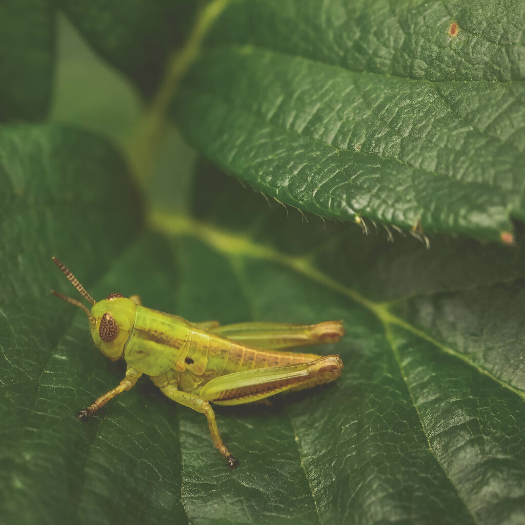 Baby Grasshopper by pamalama