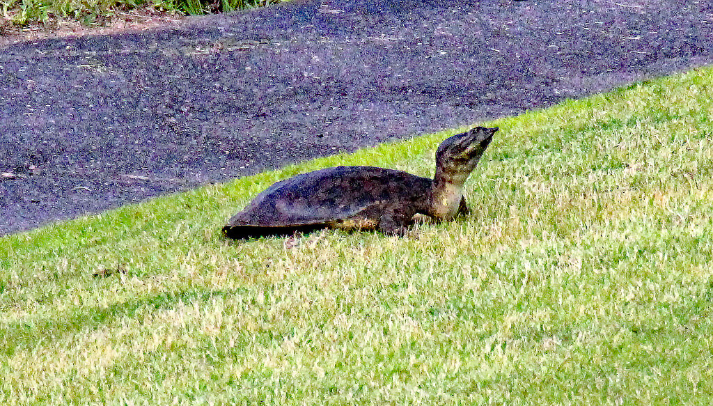 May 31 Leatherback starting Up Hill IMG_3481A by georgegailmcdowellcom