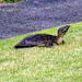 May 31 Leatherback starting Up Hill IMG_3481A by georgegailmcdowellcom