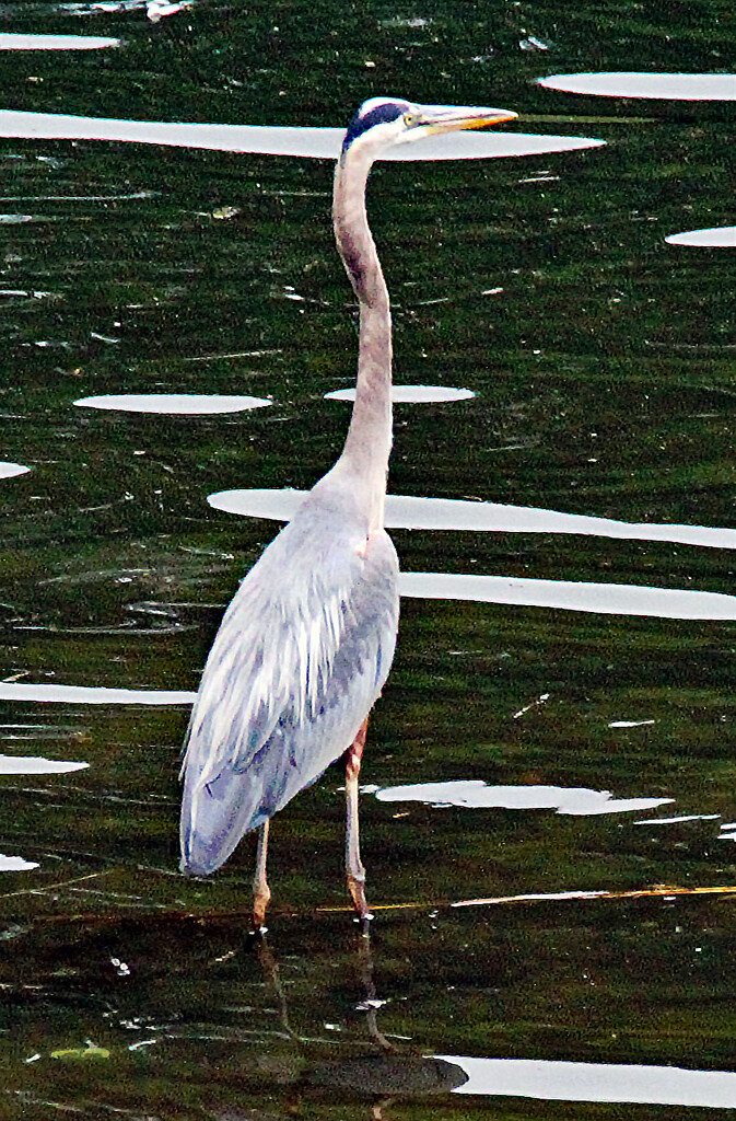 June 14 Blue Heron IMG_3514A by georgegailmcdowellcom