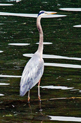 14th Jun 2023 - June 14 Blue Heron IMG_3514A