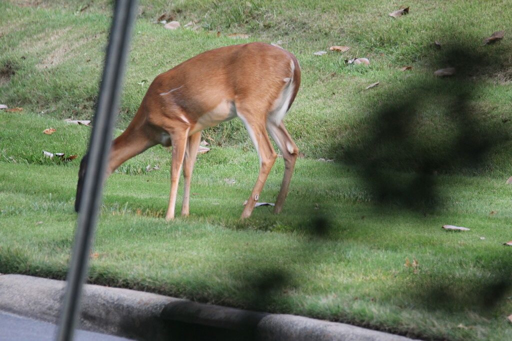 June 16 Deer Next To Road IMG_3519A by georgegailmcdowellcom