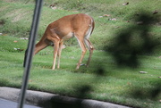 16th Jun 2023 - June 16 Deer Next To Road IMG_3519A